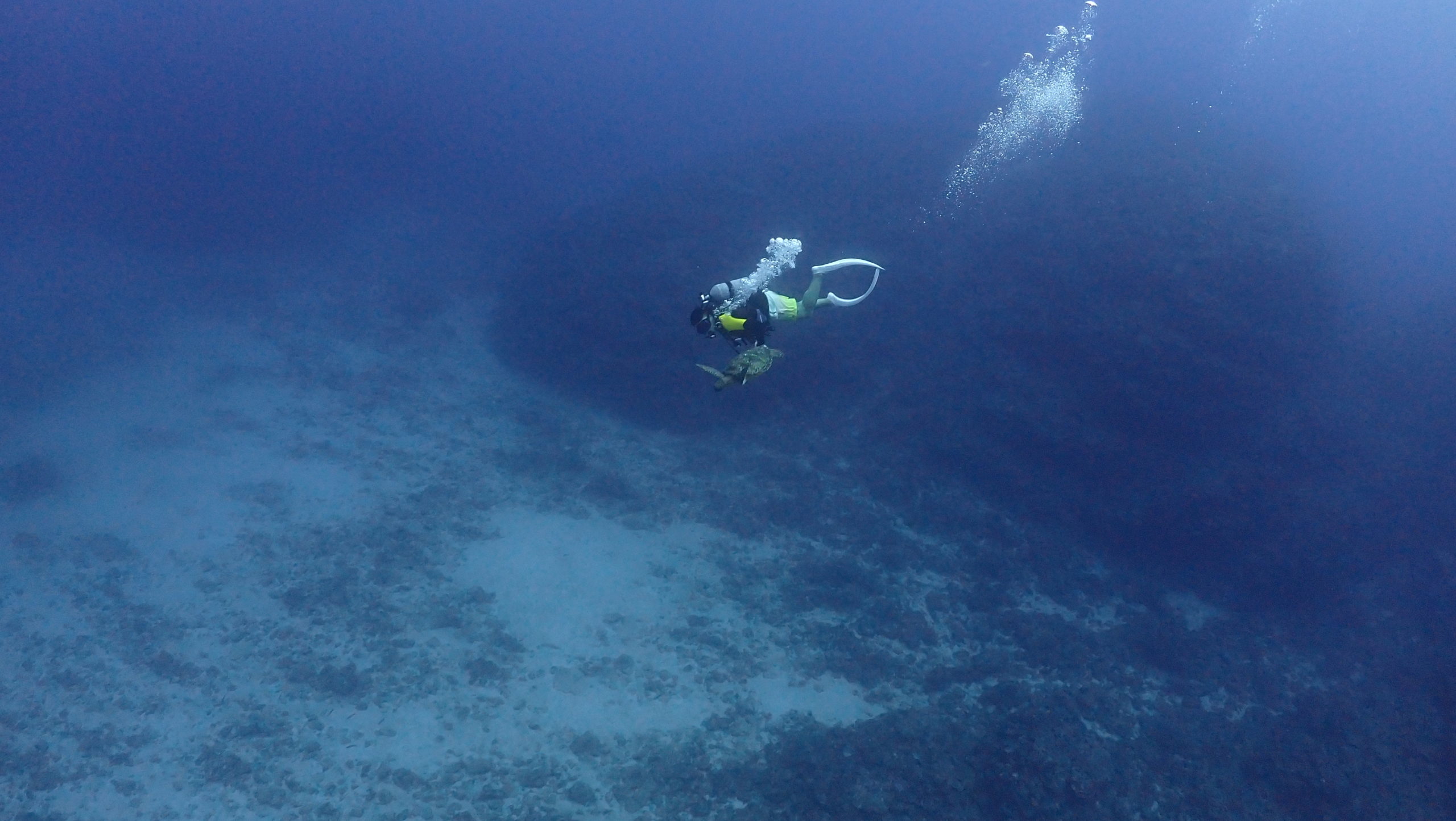 石垣島 ダイビング 回遊魚 トカキン