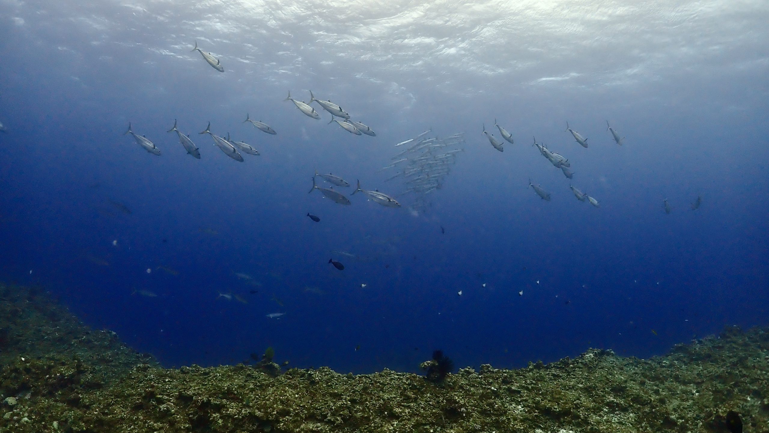 石垣島 ダイビング 少人数ツアー