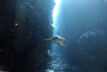 冬の石垣島ダイビング｜竹富海底温泉×野原曽根×エンジェルケーブ【2026年1月26日】