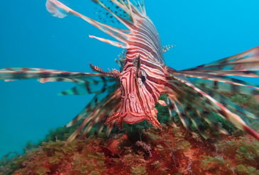 2025/1/11 ダイビングログ｜内地は寒波でも石垣島は快晴！延泊ダイブでマクロ三昧