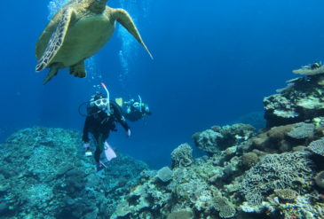 【石垣島ダイビングブログ】2026年2月16日 海況抜群20m！野原曽根で大物三昧＆OW講習スタート