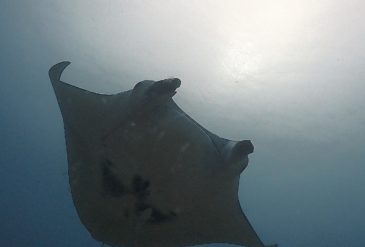 【石垣島ダイビングブログ】2026年2月27日 ヨナラ水道でマンタ三昧！