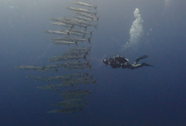 【2026年2月28日】マンタ2回遭遇！竹富南トカキンの根〜黒島〜パナリ大物＆マクロ満喫ダイブ