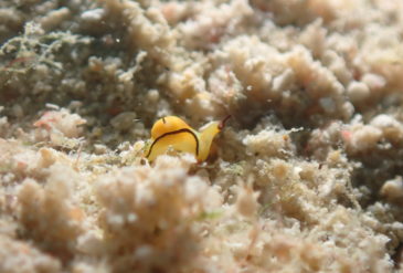 【2026年3月1日】韓国チーム最終日｜大崎〜崎枝ビッグアーチ〜石崎MCP マンタ締めの3ダイブ