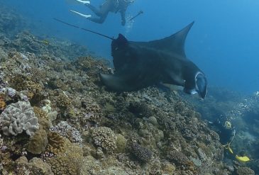 【2026年3月4日】竹富南バラクーダ＆黒島・パナリでマンタ三昧｜石垣島ファンダイビング