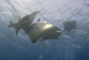 石垣島ダイビングライセンス講習｜黒島でマンタ求愛シーンと洞窟ダイブ【OWD講習ブログ】