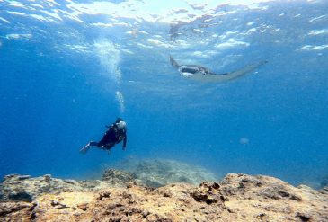 【石垣島ダイビング】マンタ・サメ・カメの豪華3ダイブ！黒島マンタランチで大当たり｜2026年3月11日