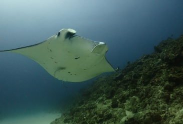 【石垣島ダイビングブログ】ヨナラ水道に挑戦！マダラエイ登場のエキサイティングダイブ｜2026/3/5
