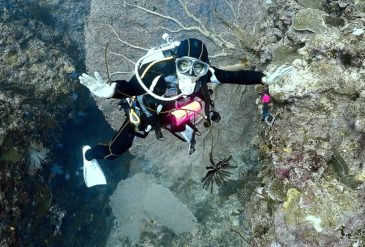 【石垣島ダイビング】野原曽根フルコース！大物×マンタ×ケーブの贅沢3ダイブ