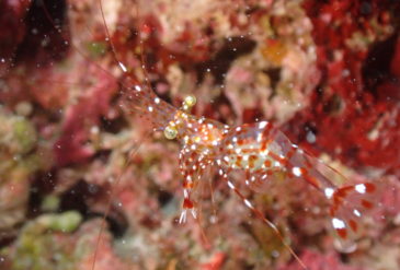 石垣島でマクロダイビング！ユキミノガイやキンチャクガニ、ハゼやウミウシなど多彩な生物をじっくり観察。